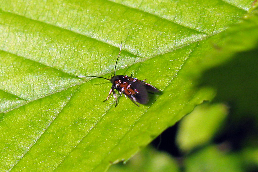 Pancalia leuwenhoekella ?